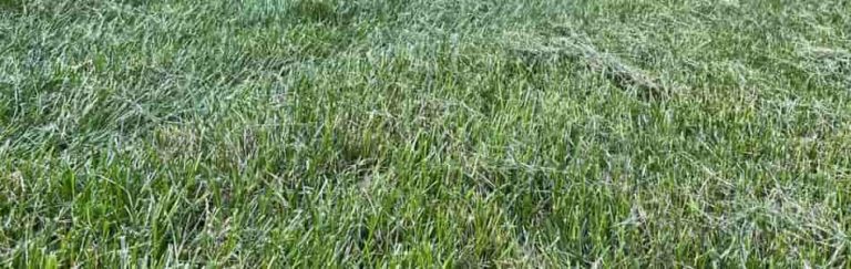 Why Your Mower is Not Bagging Grass: Solved! - Powered Outdoors